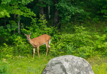 Doe a Deer a female White Tail Deer