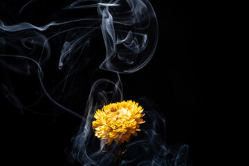 dandelion on black background with smoke
