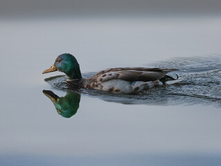 Obraz premium Mallard Drake