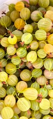 Fresh gooseberry harvest: summer berries for healthy tating