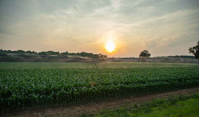 Agricultural work during golden sunset in the corn field. Green farmland with splashes of water....