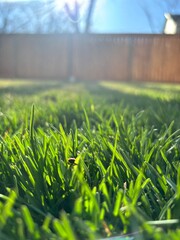 green grass on a sunny day