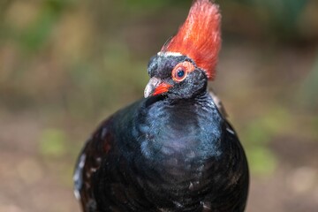Photo of a crested partridge (rollulus rouloul)