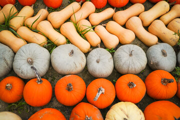 Neatly arranged pumpkins at local farm fair. Fall harvest scene with organic produce, ideal for agricultural visuals, seasonal marketing, and Thanksgiving.
