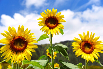 field of sunflowers