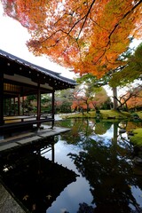 Obraz premium Explore japanese garden in autumn season with red maple leaves and pond reflection