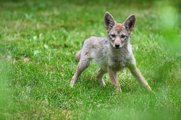 Coyote pup (Canis latrans) standing in alert stance watching intently