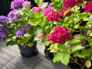 Beautiful blooming vibrant pink purple Hydrangea flowers in decorative grey flower pots in balcony...
