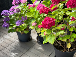 Beautiful blooming vibrant pink purple Hydrangea flowers in decorative grey flower pots in balcony...