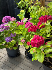 Beautiful blooming vibrant pink purple Hydrangea flowers in decorative grey flower pots in balcony...