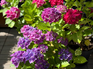 Beautiful blooming vibrant pink purple Hydrangea flowers in decorative grey flower pots in balcony...