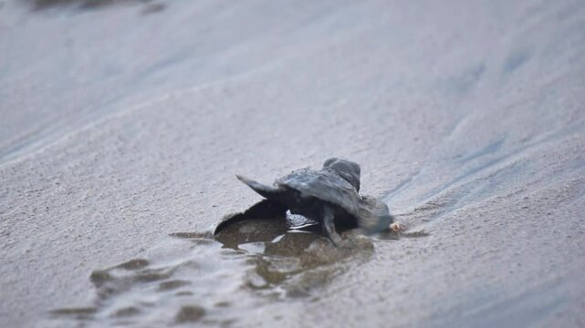 Newly hatched baby turtles walk on the beach sand. Marine animals