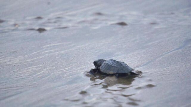 Newly hatched baby turtles walk on the beach sand. Marine animals