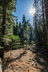 Woodland Scene