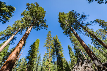 Towering Redwoods