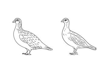 Two line art drawings of different types of game birds