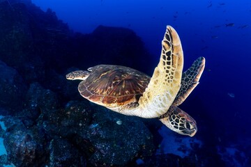 sea turtle swimming in Galapagos