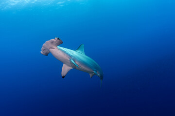 Fototapeta premium Scalloped Hammerhead Shark in Galapagos