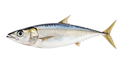 fish on white background