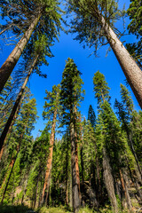 Towering Redwoods