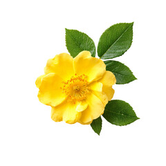Fototapeta premium A vibrant yellow rose in full bloom, accented by fresh green leaves