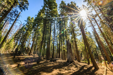 Forest Shadows