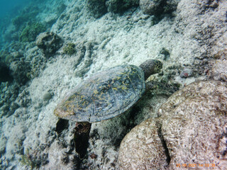 Sea Turtle Underwater Near Rocks