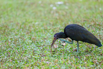 A Green Ibis (Mesembrinibis cayennensis) with dark iridescent plumage is in green grass. The bird...
