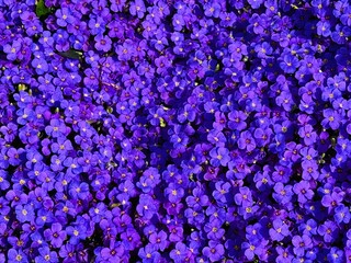 Fototapeta premium Purple rock cress covering ground like a carpet, use as background texture