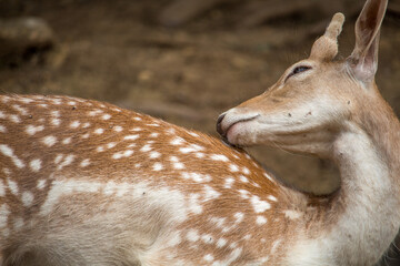 Peaceful Deer Portrait