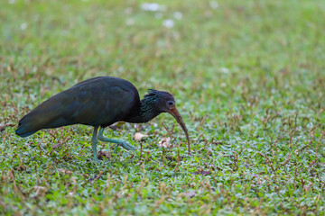 A Green Ibis (Mesembrinibis cayennensis) with dark iridescent plumage is bent over, using its long, curved beak to forage in the green grass, searching for food on the ground.