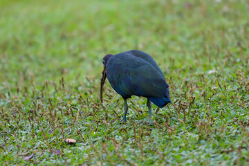 A Green Ibis (Mesembrinibis cayennensis) with dark iridescent plumage, seen from behind. The bird...