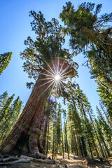 Ancient Redwood