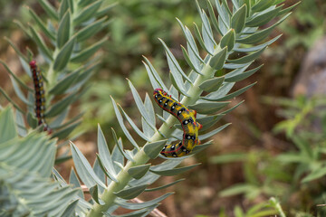 Colorful Caterpillar Feeding on Spurge Leaves
