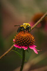 A macro photograph of a bee collecting nectar from a blooming flower.