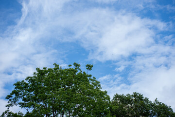 青空と新緑の木