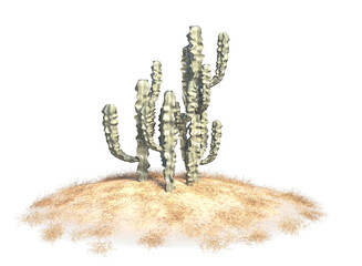 cactus on small dune and dry grass