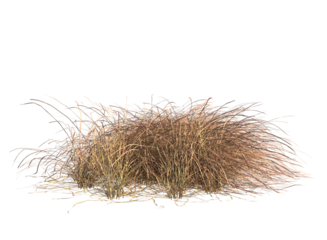 Various types of dried plants grass bushes shrub and small plants isolated