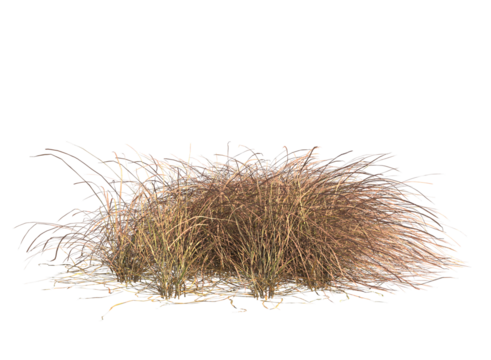 Various types of dried plants grass bushes shrub and small plants isolated