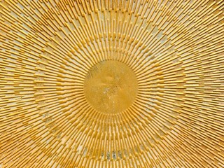 Golden sun pattern embossing radiating lines creating beautiful texture