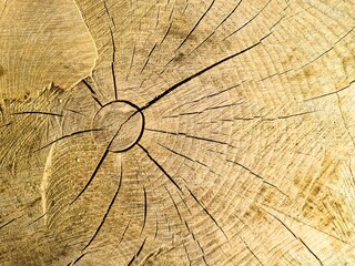 Close up of tree rings showing age and growth