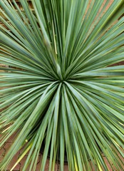 Close up of Hesperoyucca Whipplei leaves growing in a pot
