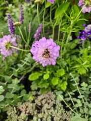 Bee collecting pollen on a purple scabiosa flower in a garden