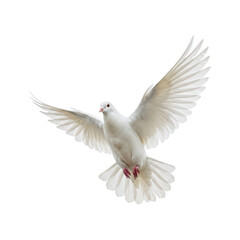 Majestic White Dove Soaring Gracefully Against a Dark Background Spreading Its Wings in Flight Symbolizing Peace and Freedom
