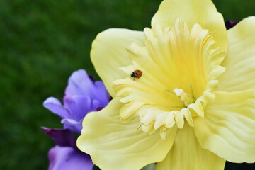 Daffodil closeup. Lady-bug crawling around near the stigma.