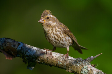 Close-up of female Purple Finch songbird bird