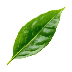 Obraz premium Green leaf isolated on white background