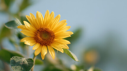 closeup of bright yellow sunflower against soft blue background


