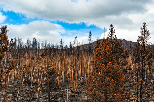 Burned forest in the Rocky Mountain National Park. Colorado