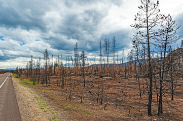 Obraz premium Burned forest in the Rocky Mountain National Park. Colorado